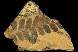 Fern (Neuropteris) Fossil & Seed - Kinney Quarry, NM #80438-1